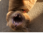 The Kitty Gröup