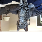 Kitty cats 123654