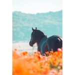 Maddie_the_Equestrian