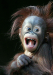 camaleon
