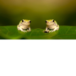 Frog people :3