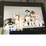 Husky Hugs