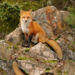fox squad 2