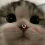I_love-cats