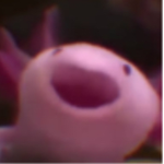 Axolotl cult axolotl only