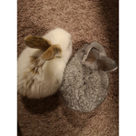 Lobly bunnyd