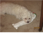 Bichon group