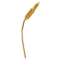 Strange Man's Wheat produce