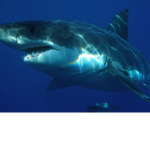 Great white bites
