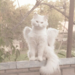 ASTROKITTY