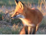 Fans Of Foxes