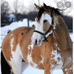The savage horses