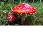 Grzyby Grzybiarza