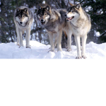 WolvesGang