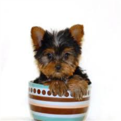 Dog Roblox decal