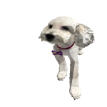 perrito de juli