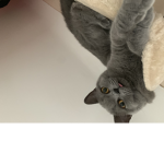 Meow Air