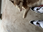 Sadclan