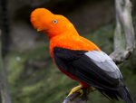 rupicola