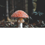 Roblox mushrooms