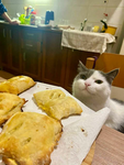 The Kitten Offical Group