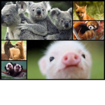 Robloxian Animals Unite