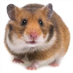 Hamster Studios