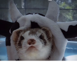FĘRRĘTŠ