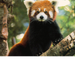Awesome Animals!!!