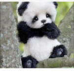 River the panda