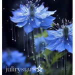 julirystar