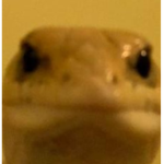 ShadowPhire's Projects