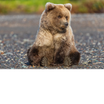 Iced Out Bearz_
