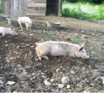 Theo's Pig Pen