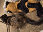 Maple Clan/ warrior cats