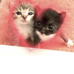 $KITVY$