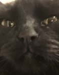 Cute cats are the fluffiest in the world