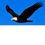 THE UNITED BIRD