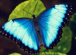 ‘ Extra Monarch Group ’