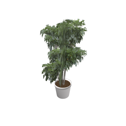 Plant2