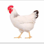 chicken_catboi