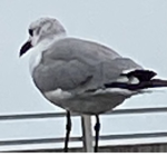 Don’t know name for group