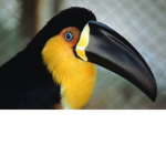 Bird group for fans