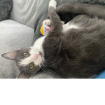 My cat Louie and his friend bill