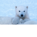 The Polar Gang