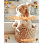 .pink bunny.