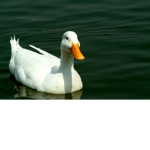 [Goose City]