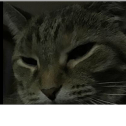 Cat Group’s Hangout!!!