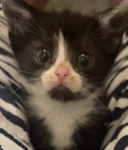 Exẹcute