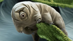 Tardigrado